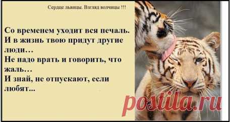 Сердце львицы. Взгляд волчицы !!! (Strong Woman).