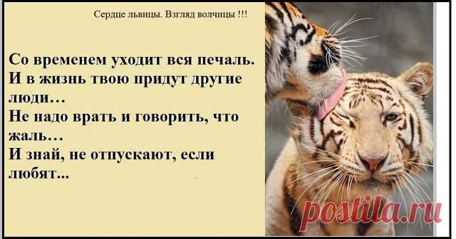 Сердце львицы. Взгляд волчицы !!! (Strong Woman).