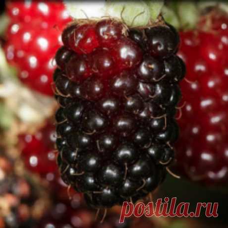 Ежемалина ранний сорт Мэрри-Бэрри