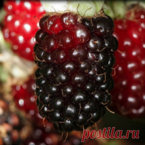 Ежемалина ранний сорт Мэрри-Бэрри