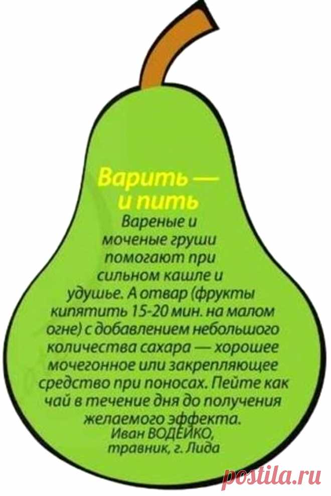 О пользе груши