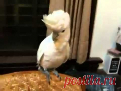 Parrot Dancing Gangnam Style - YouTube