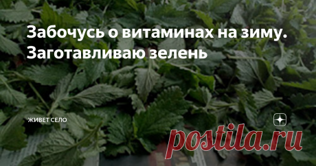 Забочусь о витаминах на зиму. Заготавливаю зелень Петрушка, укропчик, зелёный лучёк,
Кинза, базилик, черемша, чесночёк...
...То даже в холодную снежную зиму
Мы будем в еду добавлять витамины.