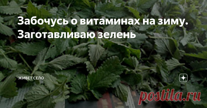 Забочусь о витаминах на зиму. Заготавливаю зелень Петрушка, укропчик, зелёный лучёк,
Кинза, базилик, черемша, чесночёк...
...То даже в холодную снежную зиму
Мы будем в еду добавлять витамины.