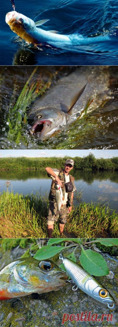 Рыбалка на жереха в июне