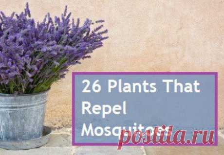 26 Plants That Repel Mosquitoes | Home and Garden | CraftGossip.com