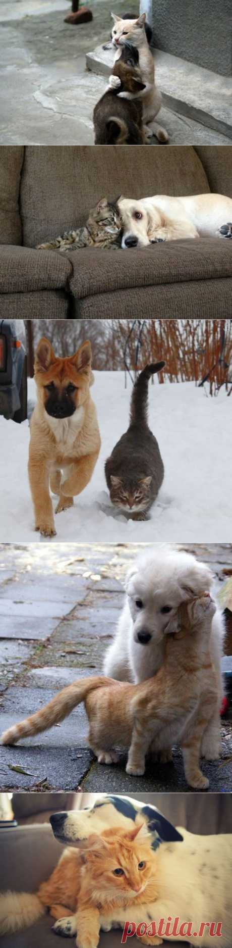 Дружба кошек и собак / Питомцы