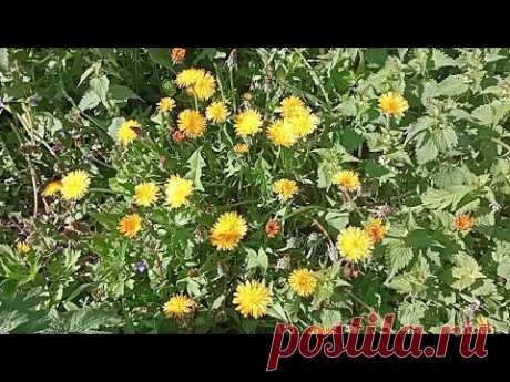 Масло из одуванчика. Устранит боли в суставах.