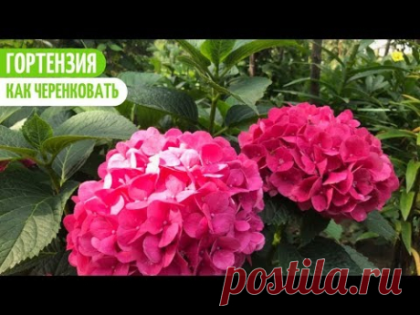 ГОРТЕНЗИЯ. РАЗМНОЖЕНИЕ ЧЕРЕНКАМИ. Мои цветы. Мой опыт.