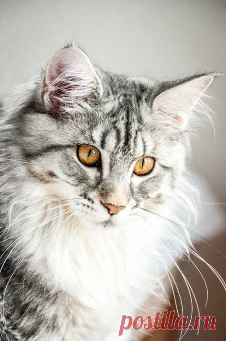 ZsaZsa Bellagio – Like No Other