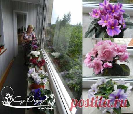 Секрет цветения фиалок – круглый год пышным цветом 1. Землесмесь должна быть…