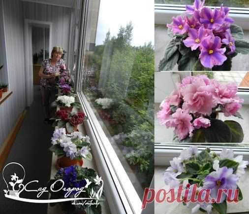 Секрет цветения фиалок – круглый год пышным цветом 1. Землесмесь должна быть…