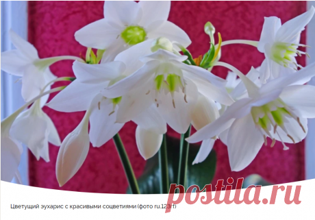 Эухарис: уход в домашних условиях и условия содержания для активного цветения | Антонов сад - дача и огород | Дзен