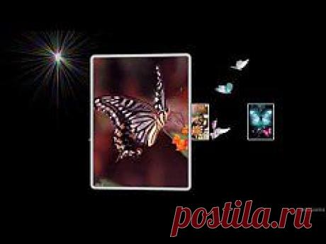 (+1) тема - Бабочки | ВИДЕОСМАК