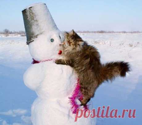 30 Кошек В Снегу