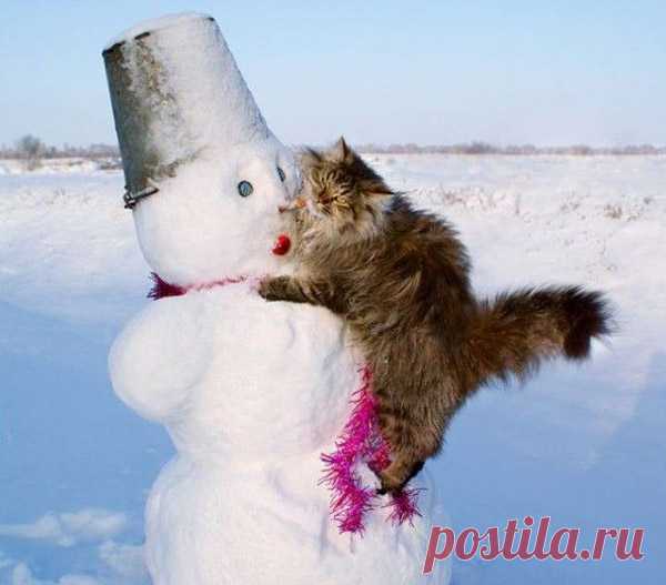 30 Кошек В Снегу