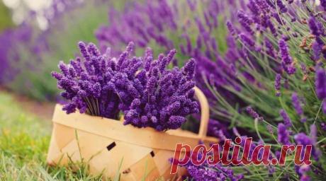 10 съедобных цветов, которые можно вырастить в саду и с аппетитом съесть | Журнал "JK" Джей Кей