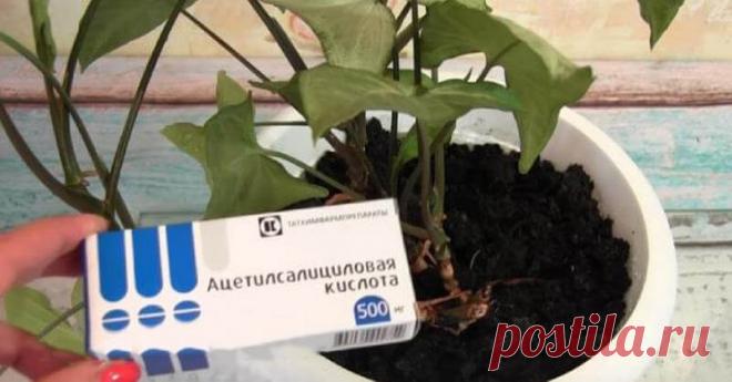 Незаменимый помощник в быту: как аспирин может помочь здоровью сада и огорода Аспирин принадлежит к салицилатам — препаратам, содержащим в основе салициловую кислоту. Она обладает болеутоляющим, жаропонижающим и противовоспалительным эффектом, поэтому аспирин — незаменимый жите