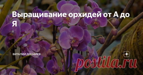 Выращивание орхидей от А до Я 
Из множества орхидей для выращивания на окне выбирайте...