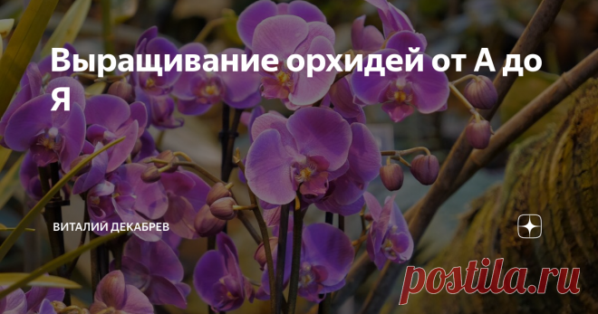 Выращивание орхидей от А до Я 
Из множества орхидей для выращивания на окне выбирайте...