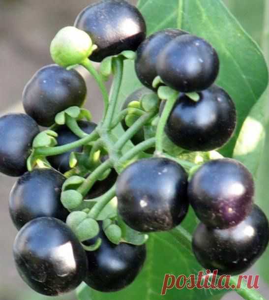 Санберри под тяжестью ягод - Sevdacha.ru