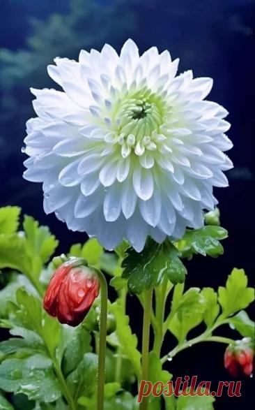 Пин на доске яГЕОРГИН