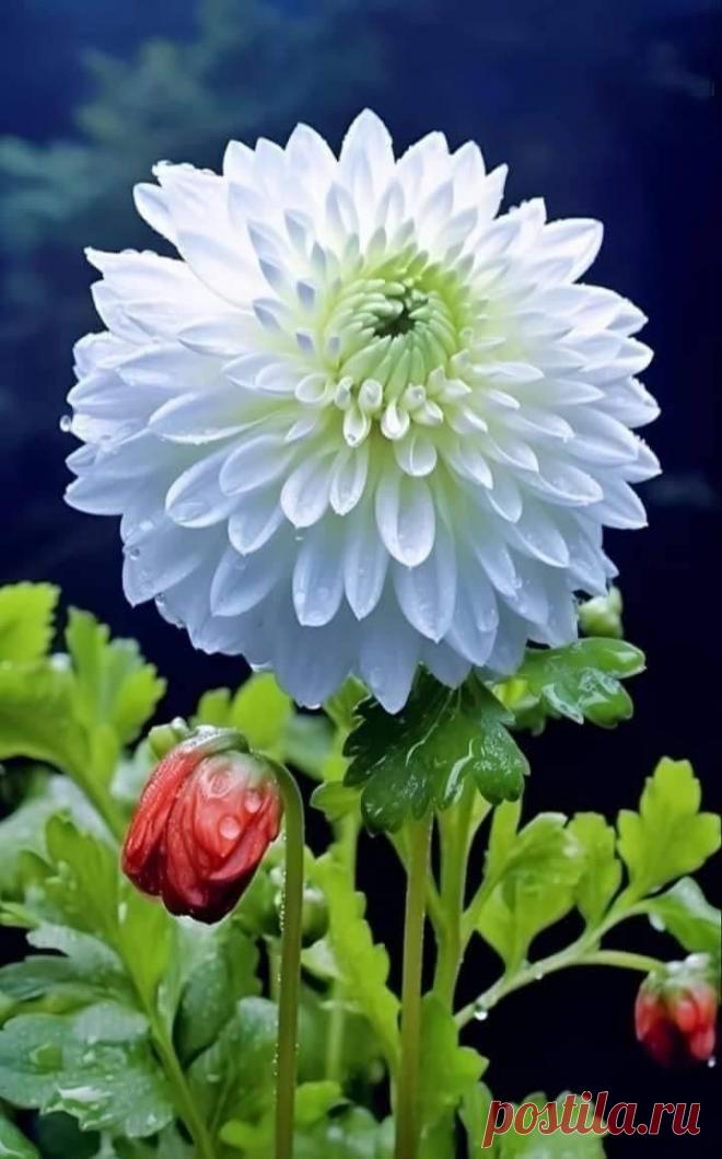 Пин на доске яГЕОРГИН