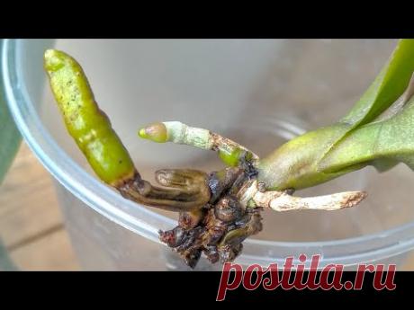 НАКАПАЙ орхидеи ПАРУ КАПЕЛЬ! корни ПОШЛИ! листья БЛЕСТЯЩИЕ! орхидеи ДАЮ ЙОД ЧАЩЕ в полив!