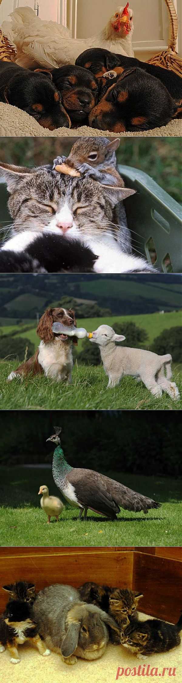 (+1) тема - Усыновление. | Четвероногий юмор