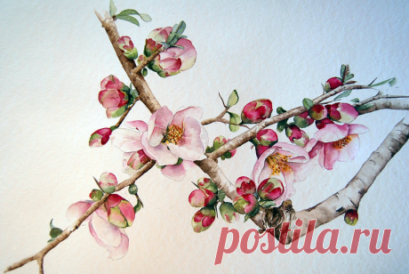 рисунки цветущих яблонь — Яндекс: нашлось 3 млн результатов