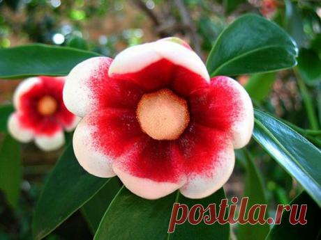 Удивительное растение | ЗЕЛЕНЫЙ МИР С ЕЛЕНОЙ | Яндекс Дзен