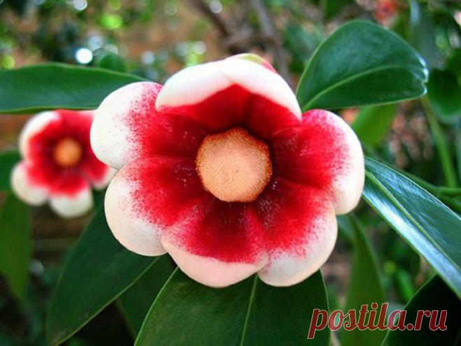 Удивительное растение | ЗЕЛЕНЫЙ МИР С ЕЛЕНОЙ | Яндекс Дзен