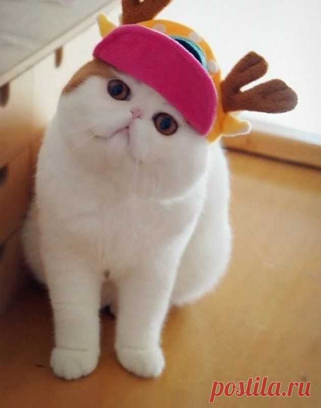 Наряды китайского котика по кличке Снупи