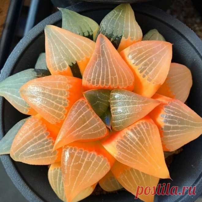 суккулент