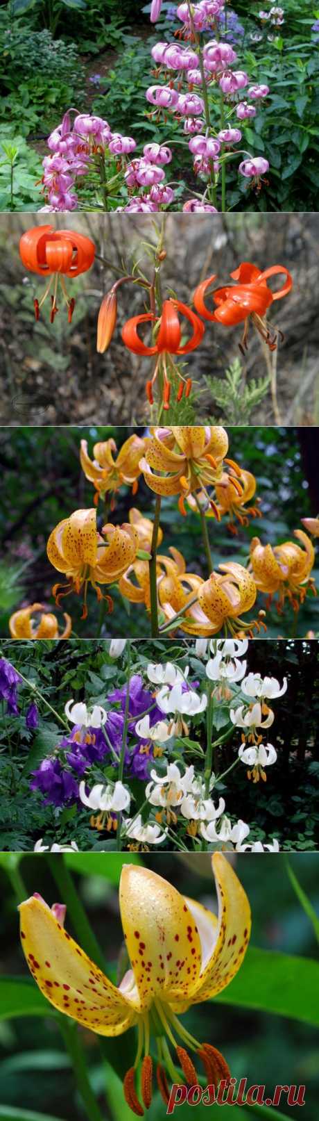 Кудрявые мартагоны для сада — 6 соток