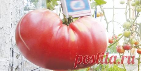 Жительница Верхотурья вырастила килограммовый помидор на корочках хлеба