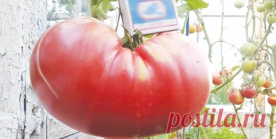 Жительница Верхотурья вырастила килограммовый помидор на корочках хлеба