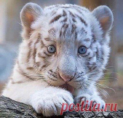 Бенгальский тигренок-альбинос