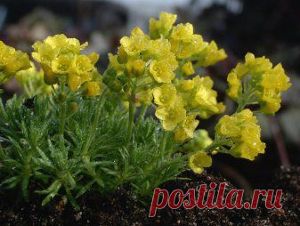 Драба (крупка) - Альпийское цветоводство