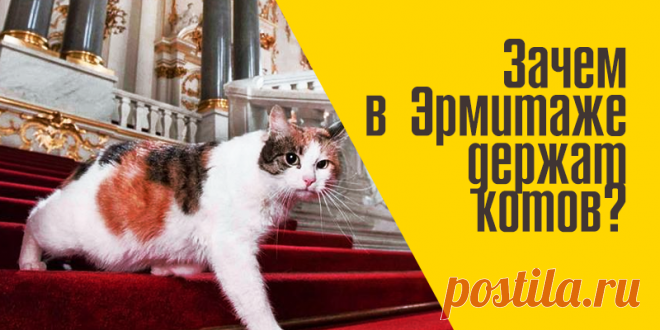 Зачем в Эрмитаже держат котов | Факты