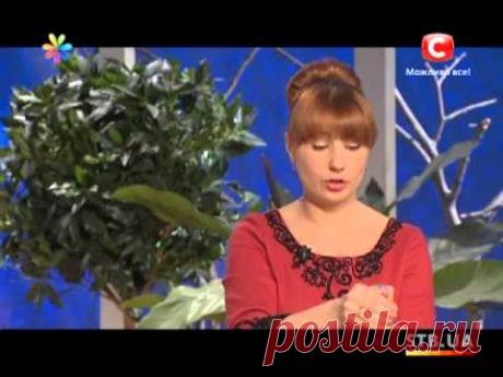 Осенний универсал -- шиповник - Все буде добре - Выпуск 293 - 25.11.2013 - Все будет хорошо