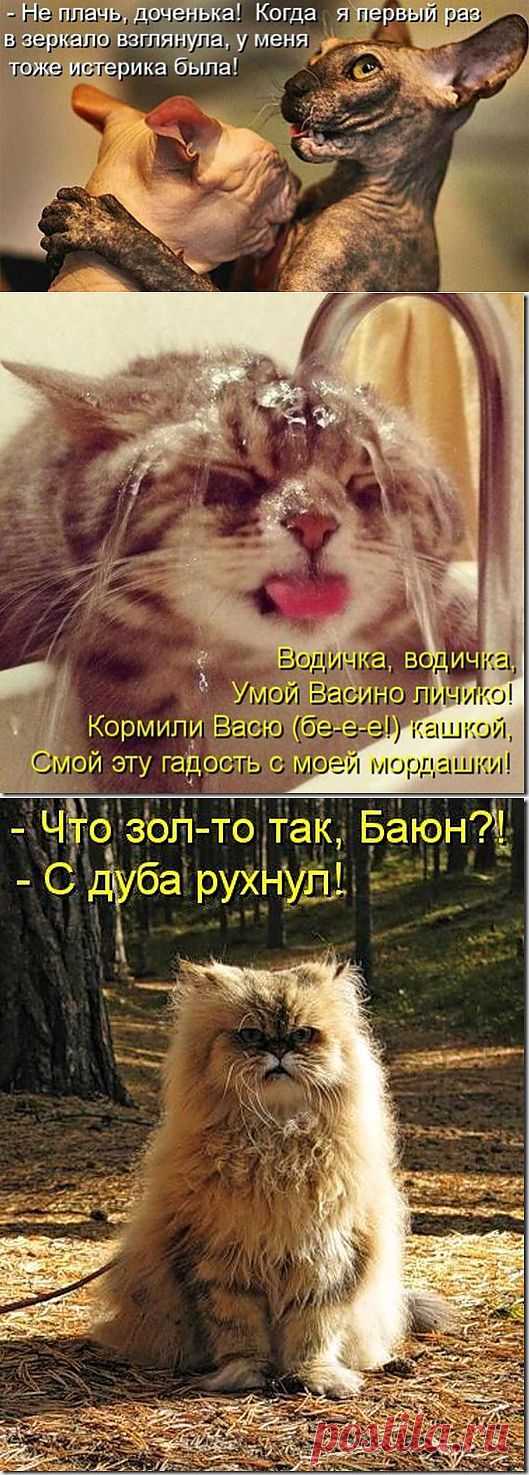 Котодром (14.06.13) | SOFTMIXER