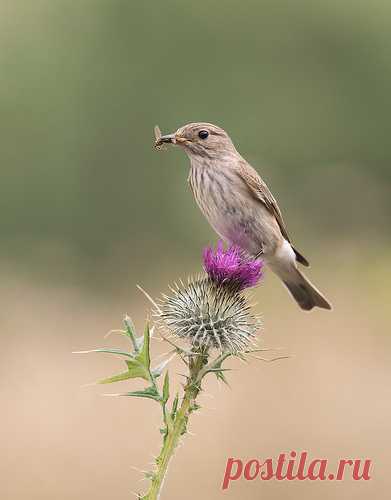 Alternion - Explore Photos