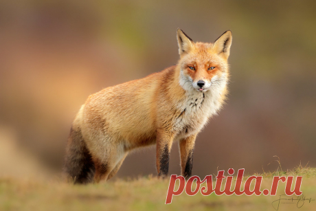 Red fox Rotfuchs (Vulpes vulpes)