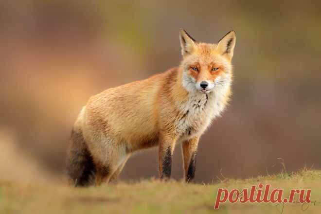 Red fox Rotfuchs (Vulpes vulpes)