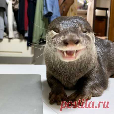 В Японии выдра Бинго восторженно пищит при виде хозяев, игрушек и кошачьего корма