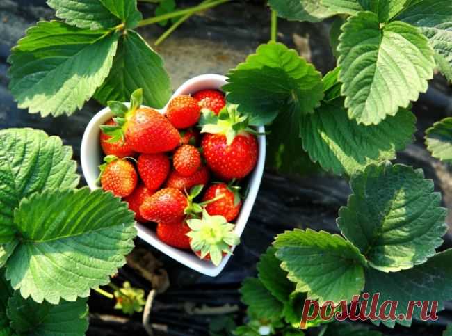 Клубника и земляника: как получить хороший урожай
