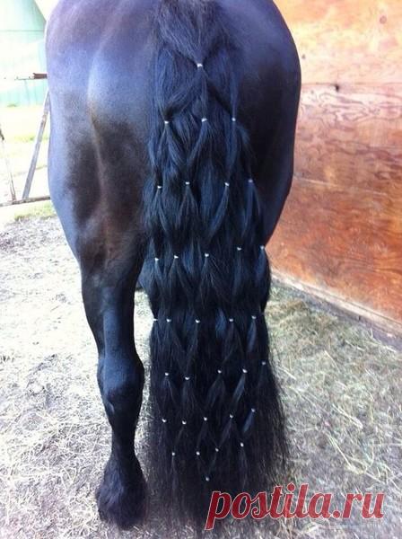 Очарование лошади