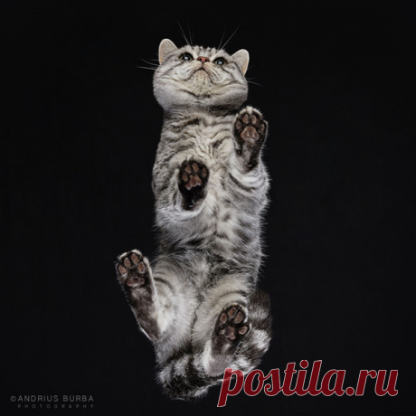 Фотографии кошек снятых в необычном ракурсе