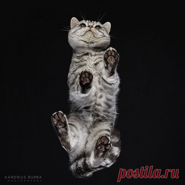 Фотографии кошек снятых в необычном ракурсе